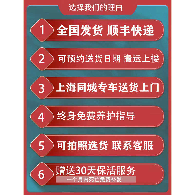 造型荷兰铁太空铁黑珍珠龙血树大型绿植室内盆栽客厅办公室植物