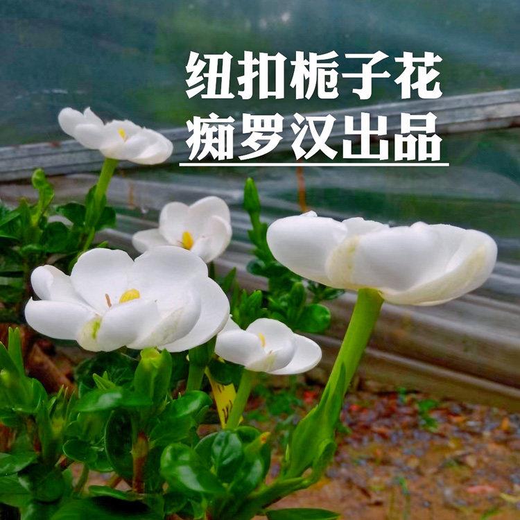 纽扣栀子花 新品种栀子花稀有品种栀子花(痴罗汉出品)盆栽花卉