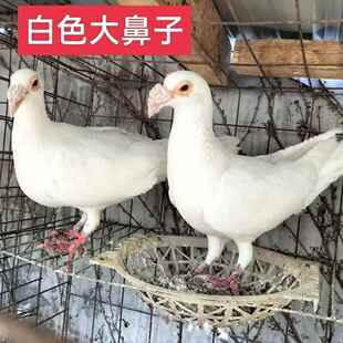 白色观赏鸽大鼻子大鼻子鸽白色大鼻子鸽子活体一对