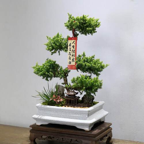五层塔松盆栽造型盆景植物室内茶室办公室桌面绿植乔迁新居送礼物