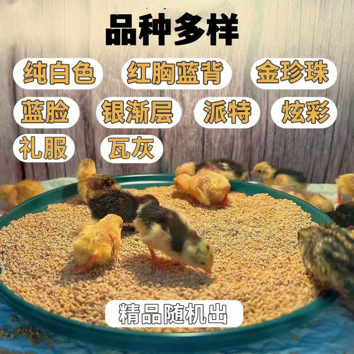 芦丁鸡受精可孵化蛋网红迷你宠物鸡纯白礼服德系精品卢丁鸡受精卵