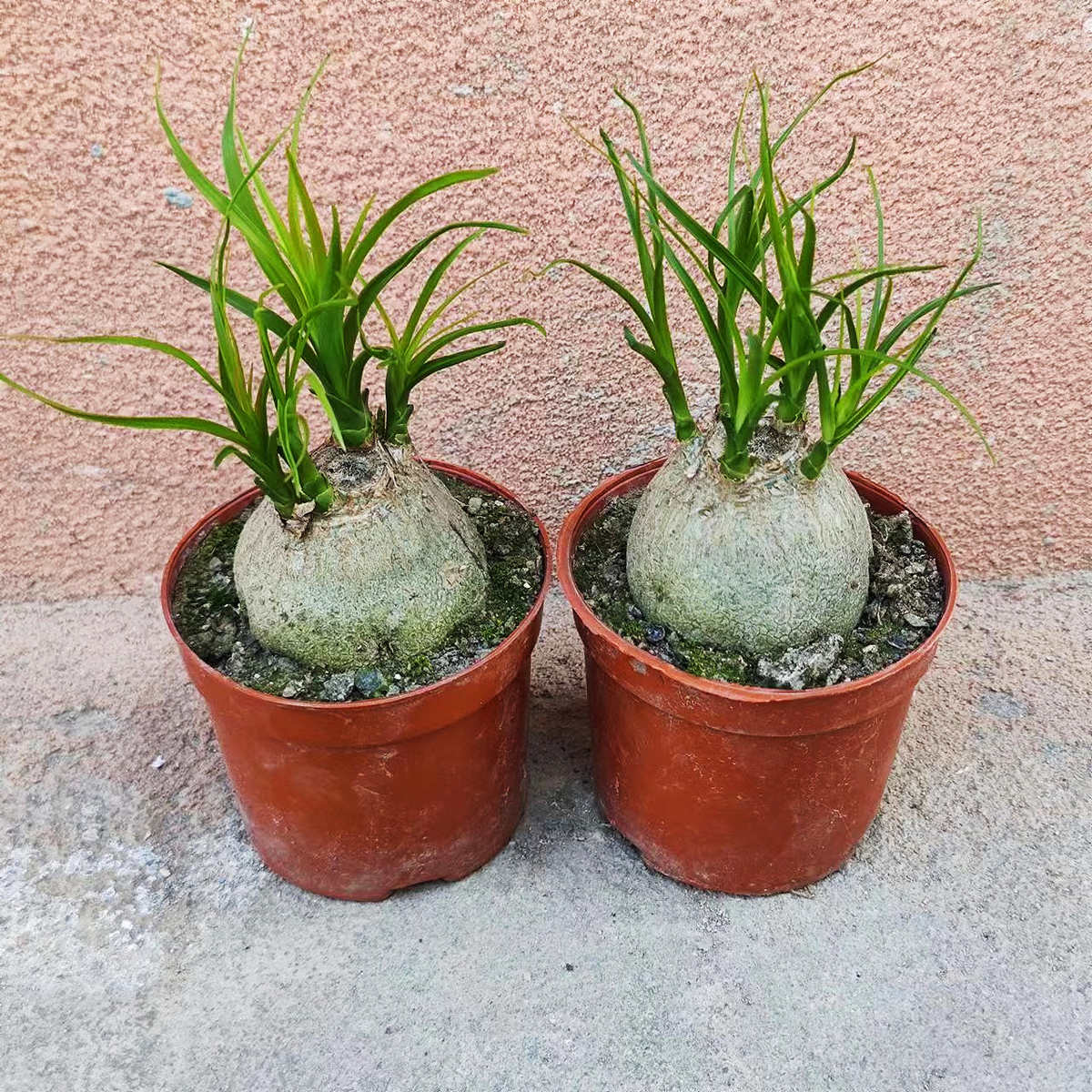 酒瓶兰盆栽植物室内外好养花卉水培植物四季常青耐旱耐寒桌面植物