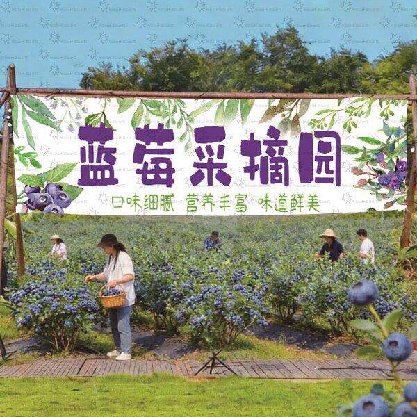 蓝莓园亲子采摘横幅网红拍照打卡背景布装饰挂布蓝莓摆摊车招牌布