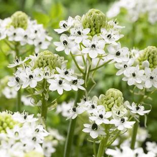 天鹅绒伯利恒之星种球虎眼万年青球茎多年生球根切花阳台庭院植物