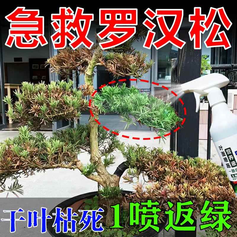 罗汉松专用肥罗汉松叶枯病叶子发黄叶黄松树枯黄迎客松专用营养液