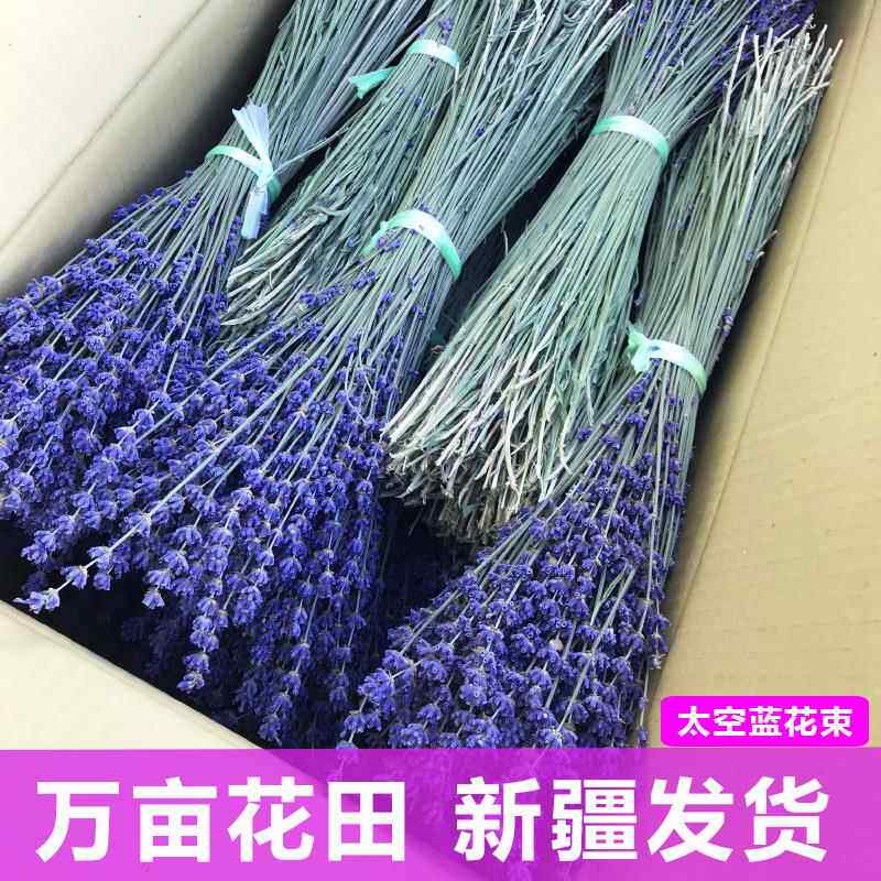 太空蓝花束原产地新疆伊犁65团薰衣草干花束新货法国蓝花束
