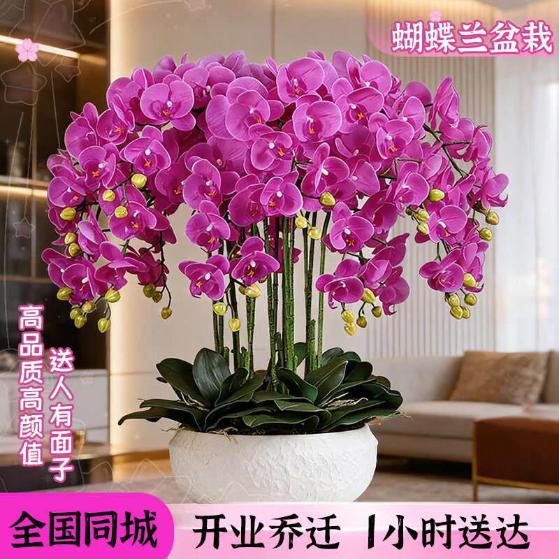 蝴蝶兰盆栽带真鲜花快递同城上海北京年宵花开业乔迁花卉广州成都