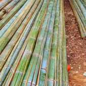 条小竹片竹菜棚拱棚坯子隔断栅栏竹子蔬菜毛竹架子竹条骨架片大棚