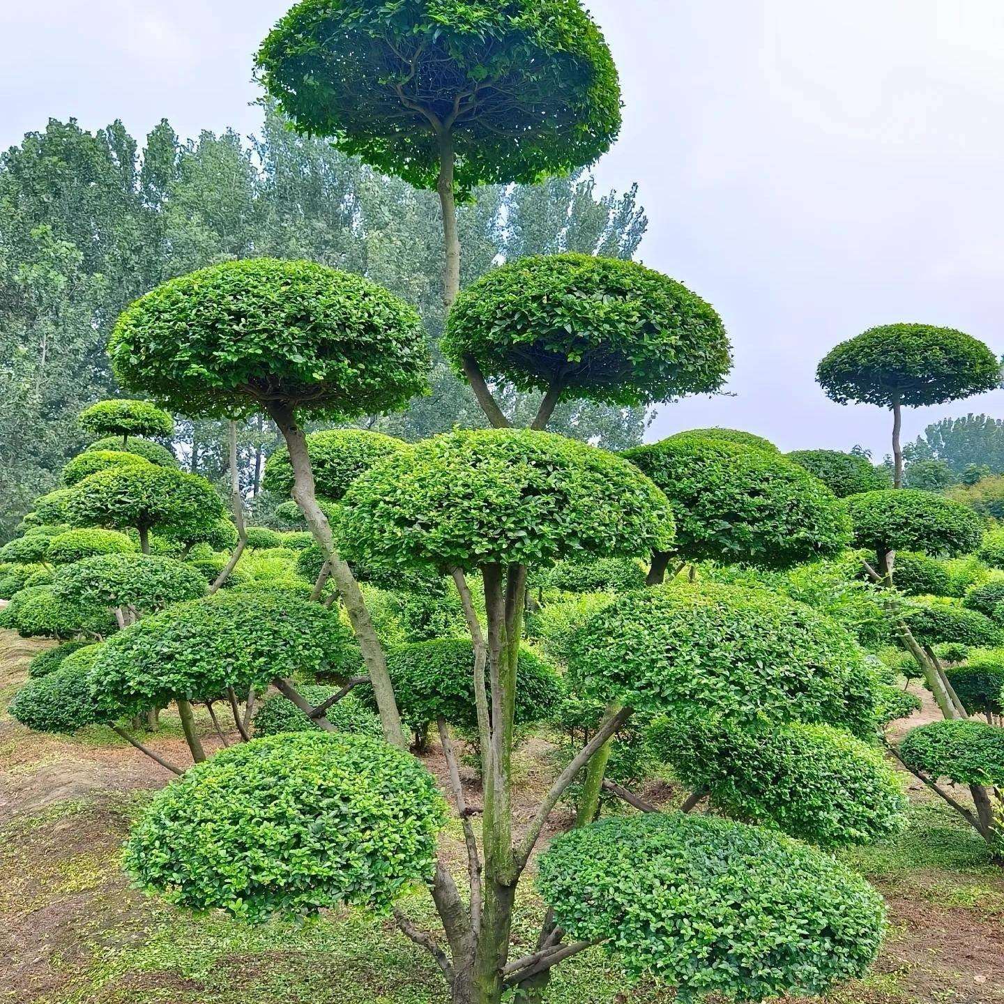 小叶女贞造型树庭院别墅造型景观四季常青盆景地栽多头女贞绿植