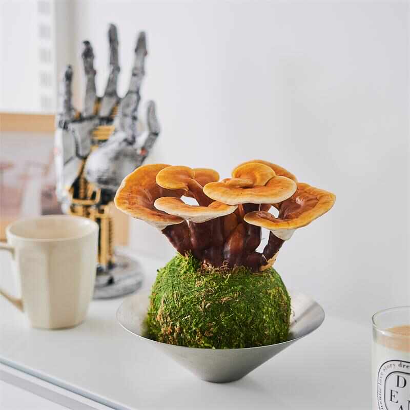 趣味桌面灵芝绿活水新款耐养殖苔藓办公室球植物易培植招财植物茶