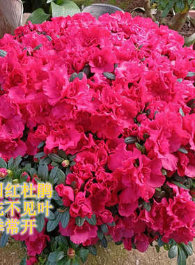 老桩高杆棒棒糖杜鹃花盆栽耐寒热四季常开中国红年宵花卉好养易