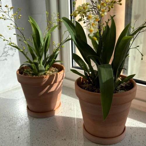 30cm陶土盆多肉花卉绿植落地阳台红陶盆家庭园艺花盆复古透气