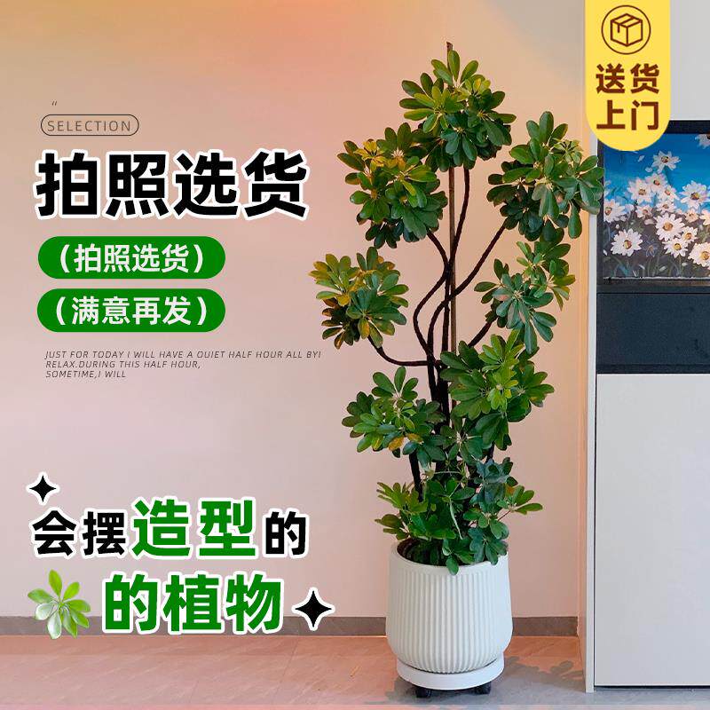鸭脚木客厅大盆栽鸭掌木鹅掌柴室内落地式大型八方来财树乔迁植物