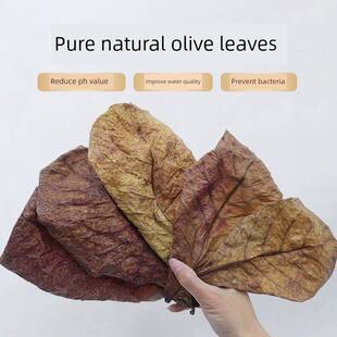 免煮榄仁叶斗鱼懒人叶鱼缸降酸PH值调节剂水族液态乌龟橄榄叶茶包