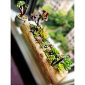 木头树桩多肉花盆轻奢感创62520422意长个方形性用大口径仙人球花
