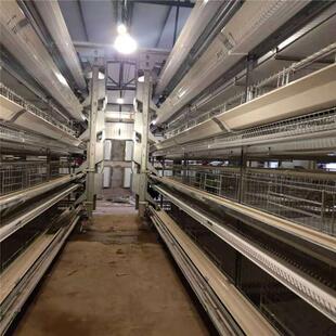 河南华顺2023款层叠蛋鸡笼 好操作 客户青睐 欢迎咨询