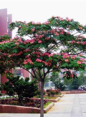 象征着荣华富贵的合欢树 合欢树苗 庭院合欢树苗绒花树苗当年开花