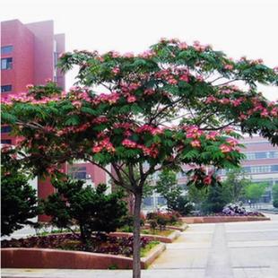 象征着荣华富贵的合欢树 合欢树苗 庭院合欢树苗绒花树苗当年开花