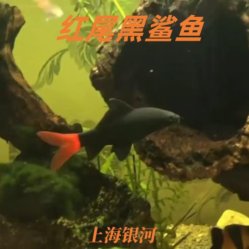 红尾黑鲨鱼淡水热带鱼除藻吃青苔强效工具清道夫彩虹沙粉红鲨活体