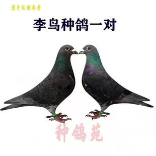 鸽子活体李鸟吴淞信鸽成绩鸽鸽吴淞活体赛鸽公棚鸽天落