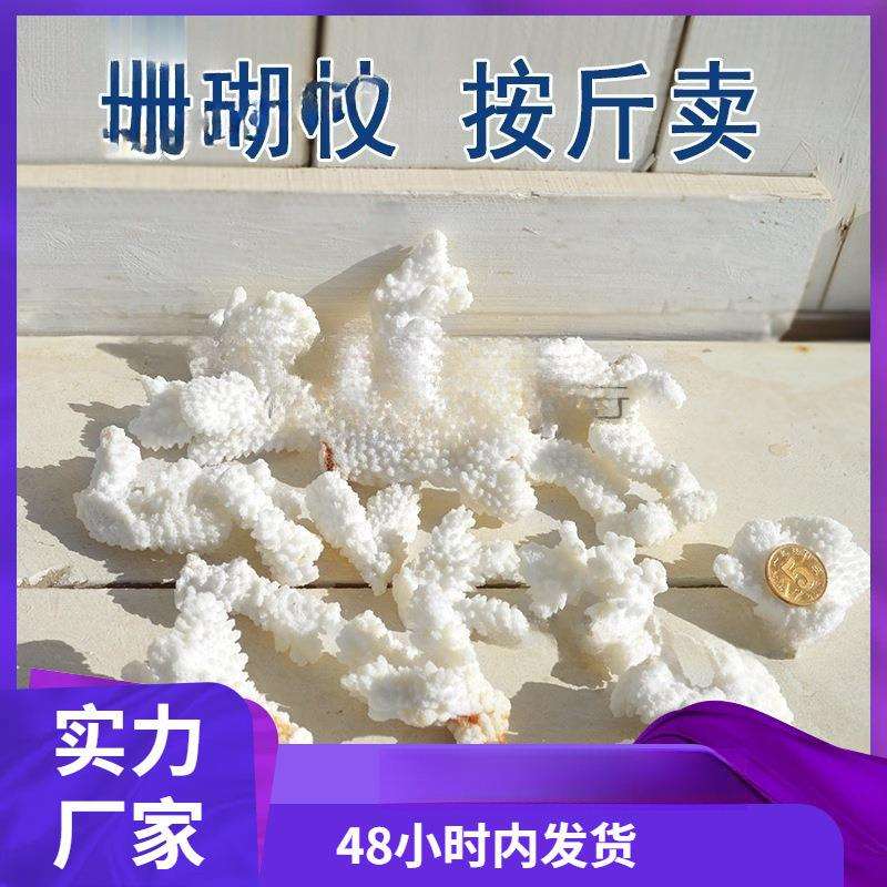 天然珊瑚石海螺贝壳真珊瑚碎枝鱼缸底部装饰铺底地台装
