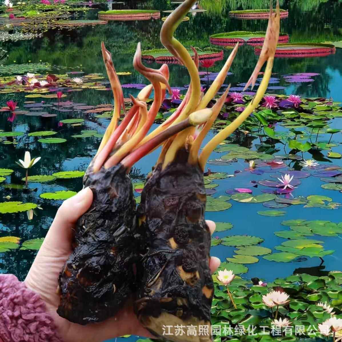 水生睡莲花鱼缸庭院池塘湿地景观带芽睡莲根块根茎