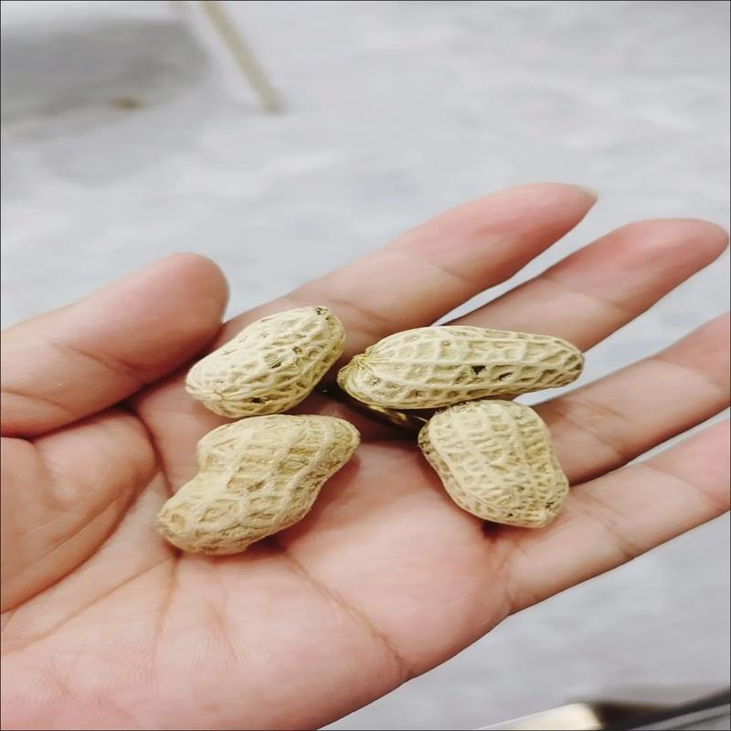 【2024年新货】瑾韵农家水煮花生日晒干盐干白玉咸干咸味熟花生