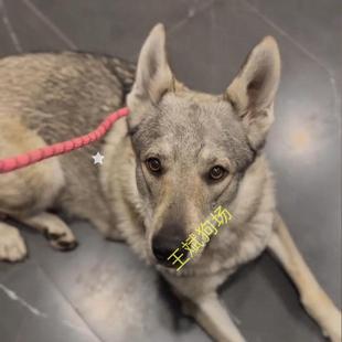 精品捷克狼犬幼犬狼王幼崽威猛护住忠心狗杰克狼犬宠物狗看家护院