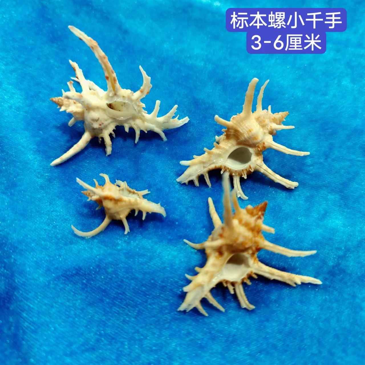 小千手标本螺 天然海螺贝壳3-6厘米拍摄造景收藏品 麒麟螺定制