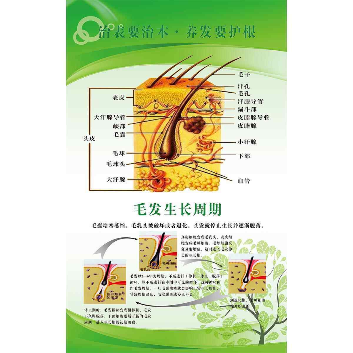 头疗养生头发头皮保养海报毛囊结构图治疗脱发脱发等级宣传图海报