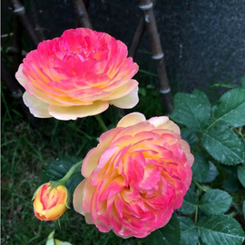 罗曼尼詹森月季变色玫瑰花苗地栽庭院爬藤新手好养四季开花