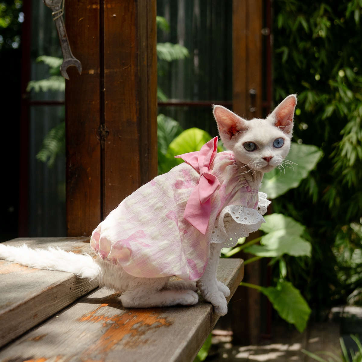 粉色南瓜宝宝裙任发财纯棉无毛猫衣服德文衣服斯芬克斯猫