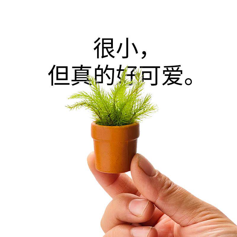 很小但真的好可爱/盆友别枯/迷你拇指盆栽苔藓创意桌面办公室定制