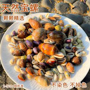 天然宝螺混装稀有海螺猪仔螺贝币造景摆设装饰礼物创意diy材料