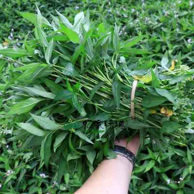 包邮云南德宏特产香料撒撇煮鱼佐料 香柳香辣柳香菜野菜香柳菜