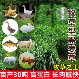 喂鱼草种籽四季多年生黑麦草籽耐寒鸡鹅兔猪牛羊畜牧养殖牧草种籽