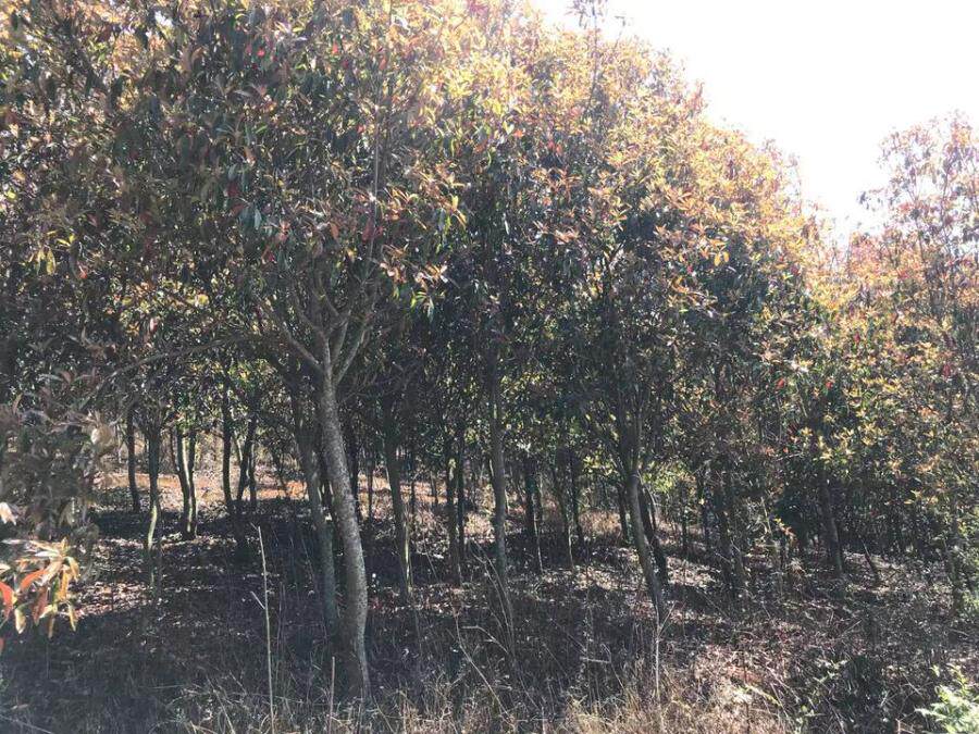 3月5日曲靖苗圃内约9000株苗木网络拍卖公告