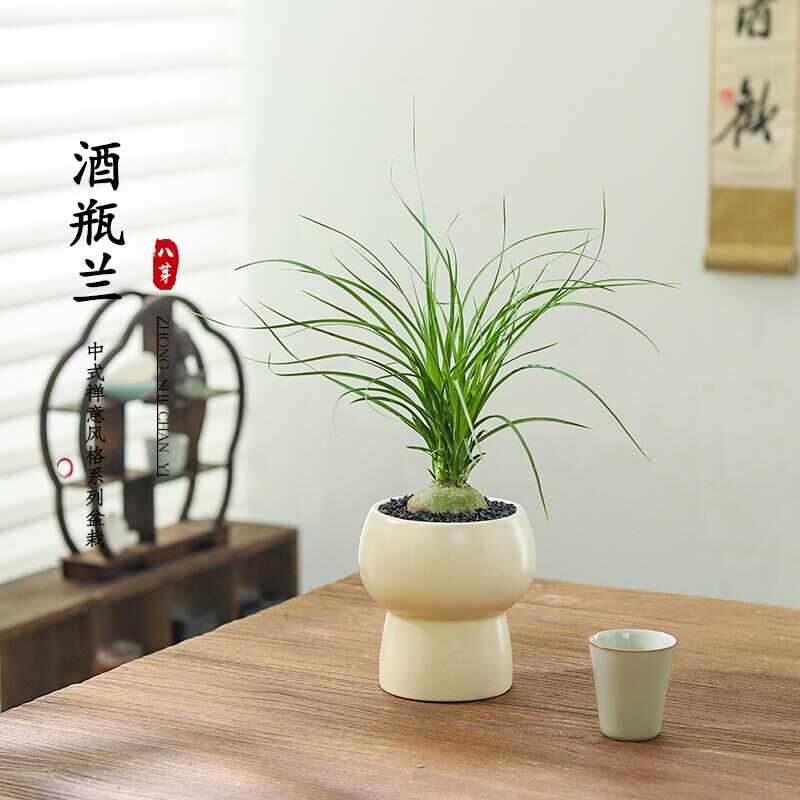 酒瓶兰盆栽兰花迷你创意办公桌网红盆景绿植室内懒人花卉耐旱植物