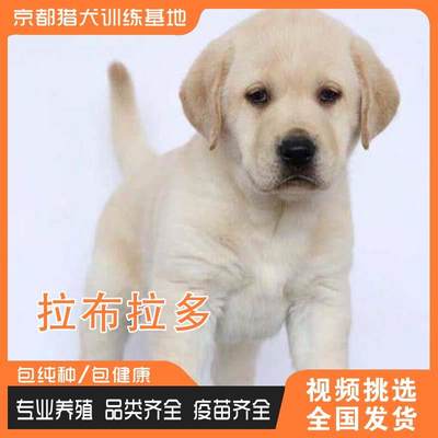 纯种拉布拉多犬活体幼犬奶油色家养宠物犬中大型巡回猎犬导盲犬