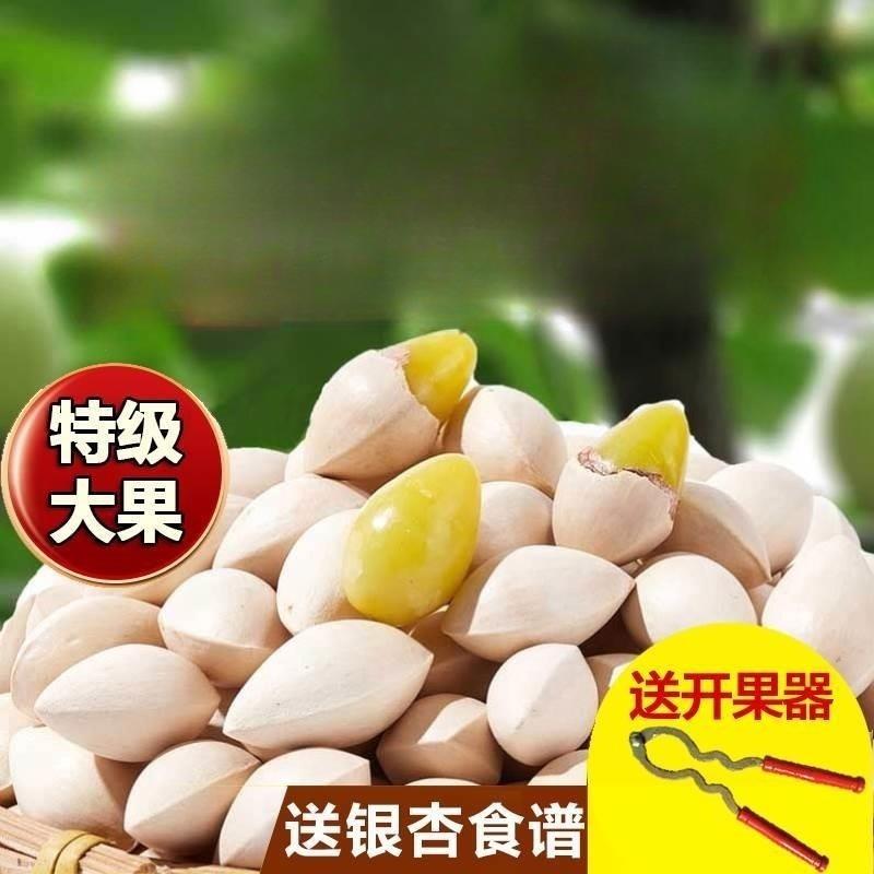 2025年新鲜大颗带壳白果银杏果无漂白泰兴特级包邮干 干货生百果