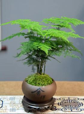 铁杆文竹盆栽桌面净化空气植物室内四季好养绿植茶桌禅意紫砂盆景
