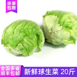 球生菜20斤汉堡，用圆形生菜新鲜蔬菜轻食沙拉，材料色拉菜