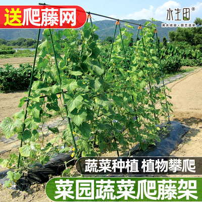 种菜爬藤架种植葡萄网支架芸豆种植黄瓜豆角搭架架子支撑杆藤架子