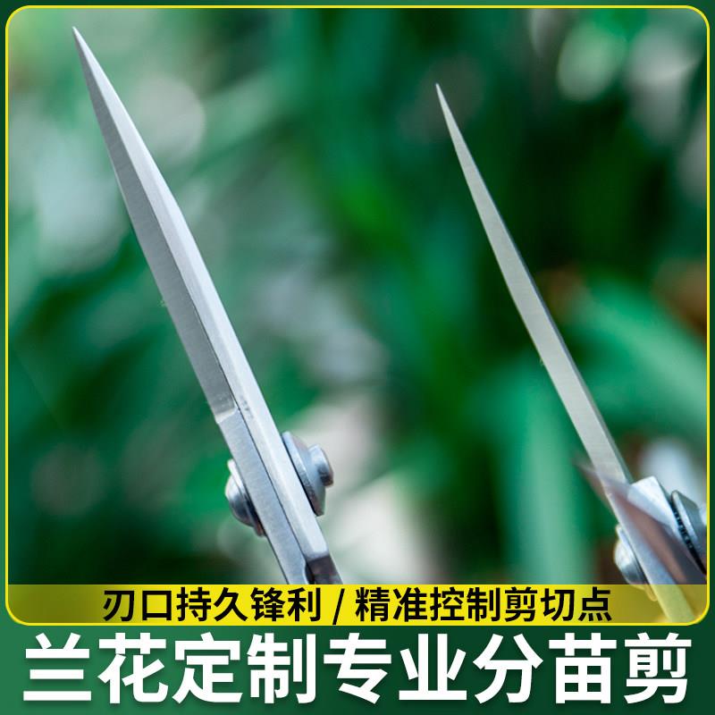 盆景盆栽修枝剪枝叶芽剪兰花剪子剪刀园艺剪稀果剪刀家用插画剪子