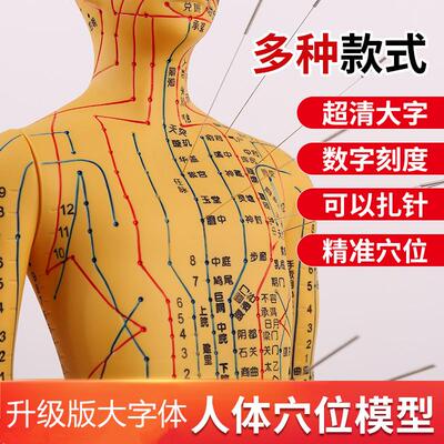 人体针灸模型人经络穴位中医全身十二铜人模特图可扎针练习小皮人