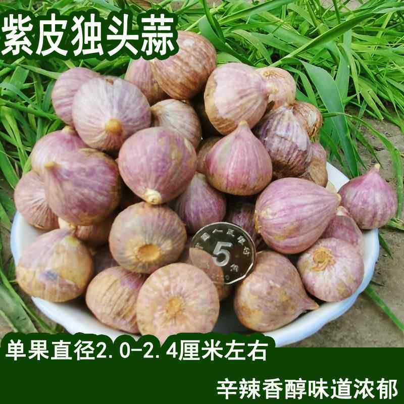 云南紫皮独头蒜大理农家红皮大蒜头迷你小独蒜独头大蒜子干蒜辛辣
