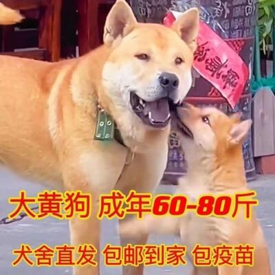 土狗中华田园犬活体狗狗狗