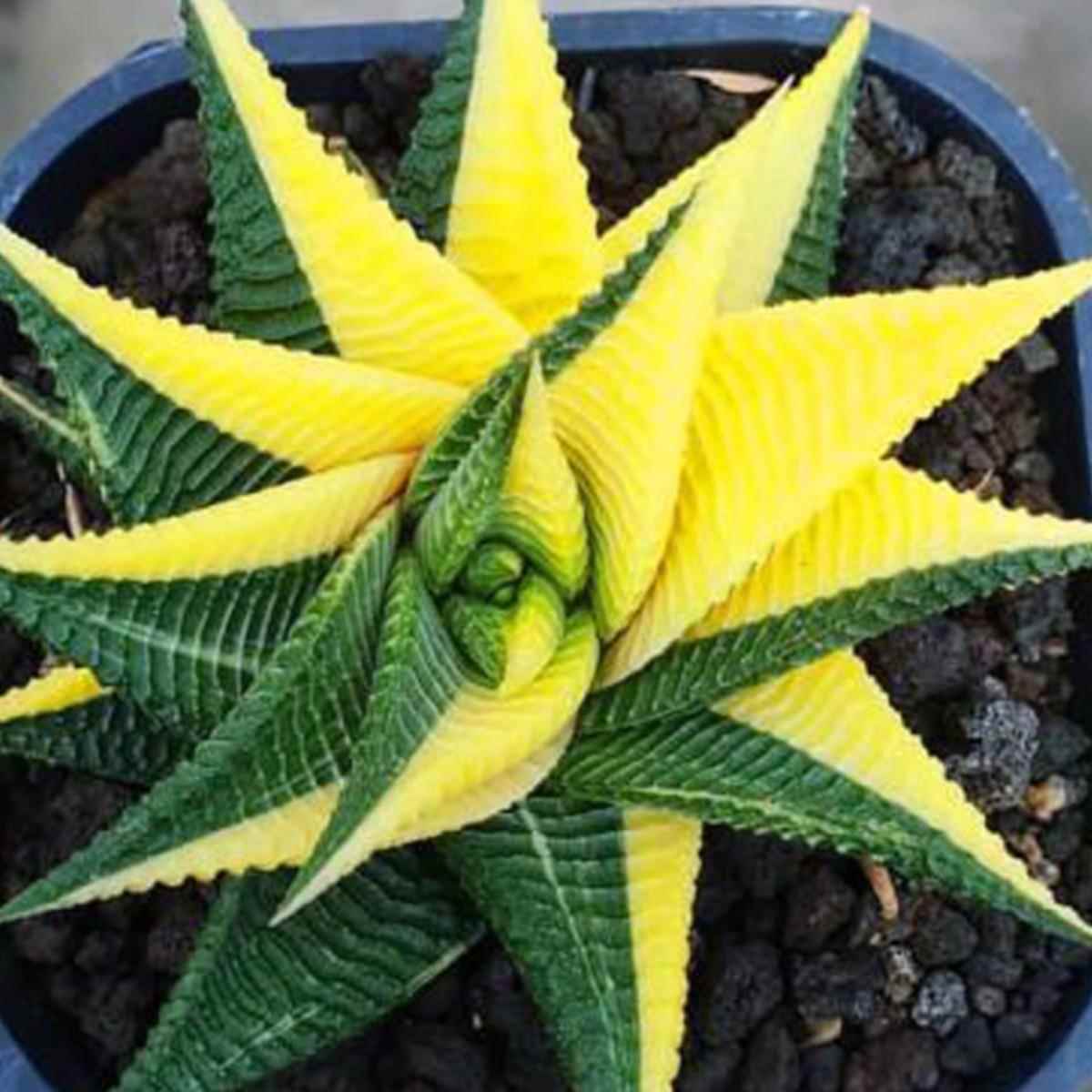 十二卷属多肉大全琉璃殿天使之泪鹰爪波露不夜城芦荟硬叶稀缺植物