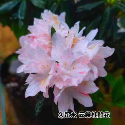 云裳杜鹃花久留米系列多色复色花色品种杜鹃精美盆栽室内外花卉