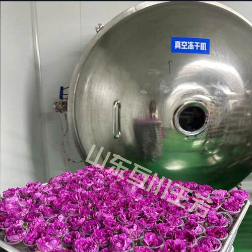 薰衣草空冻干机 CIN低温真红空冻干 墨玫瑰花茶10平真方米冻干设
